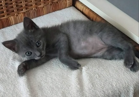 Adopter Ildut 