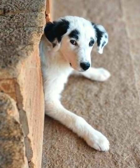 Adopter Orion