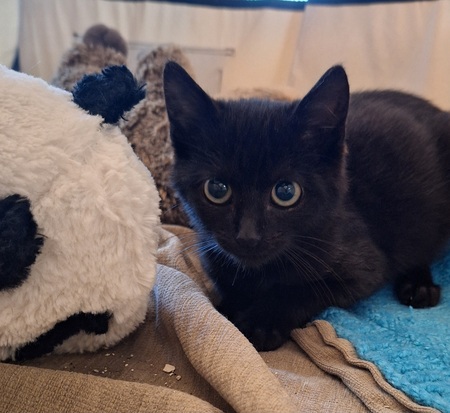 Adopter Baggy