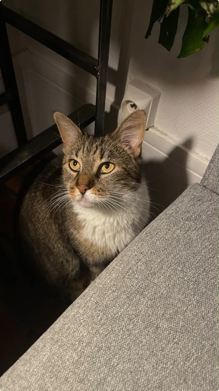 Adopter Faye
