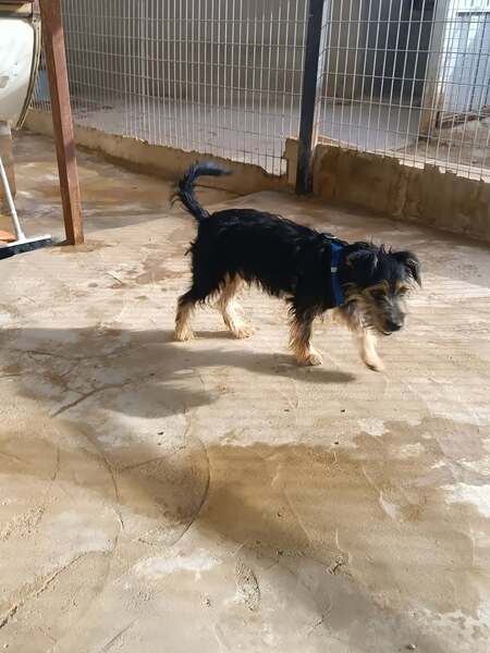 Adopter Blas