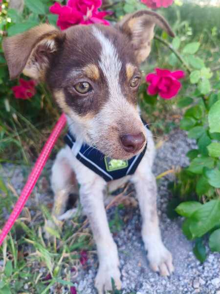 Adopter Milo