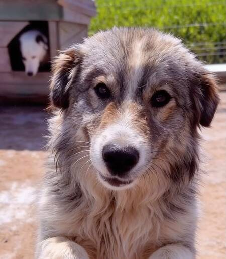 Adopter Saffie