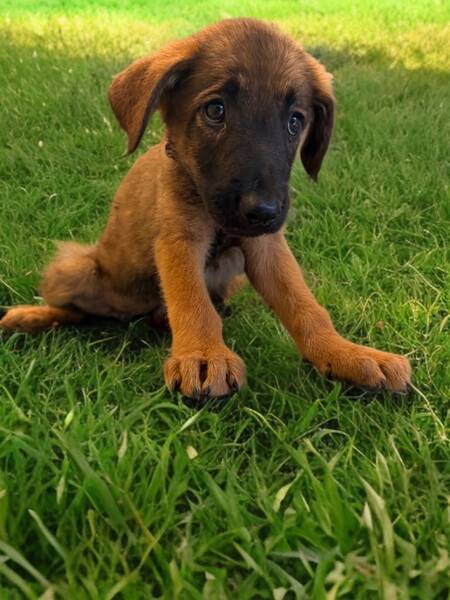 Adopter Tolga