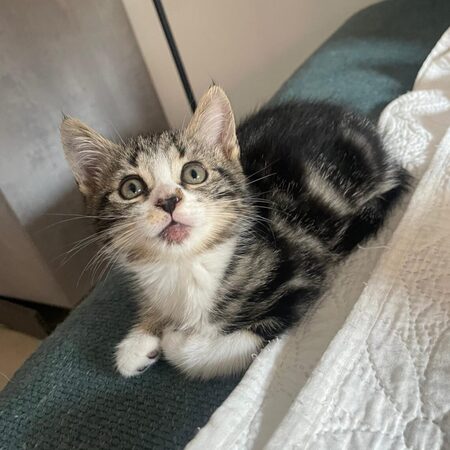 Adopter Oscar