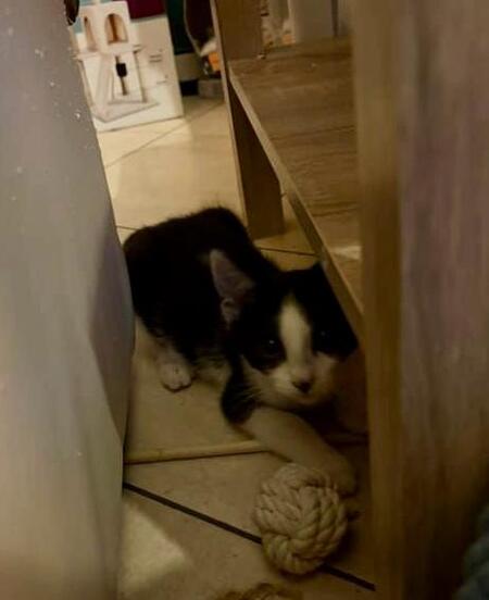 Adopter Charlot