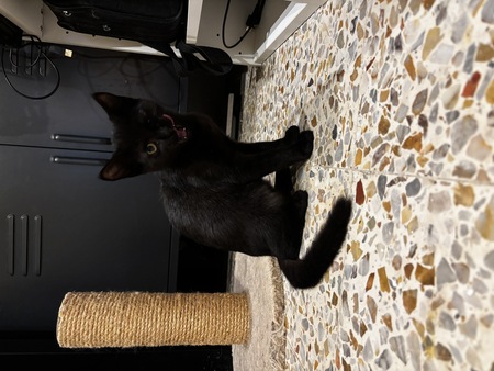 Adopter Brigitte 
