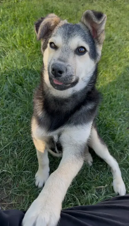 Adopter Arthur