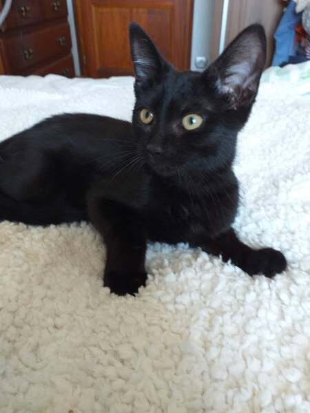 Adopter BREX