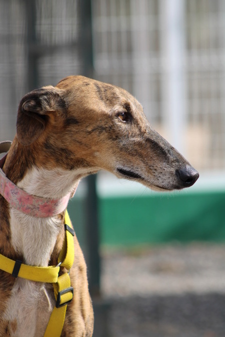Adopter Romeo