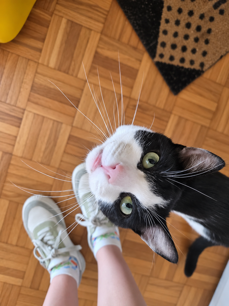 Adopter Comete