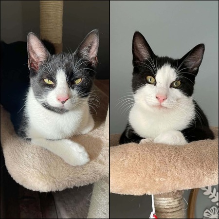 Adopter Flash & Filou