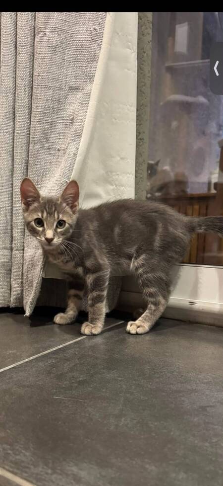 Adopter Belette