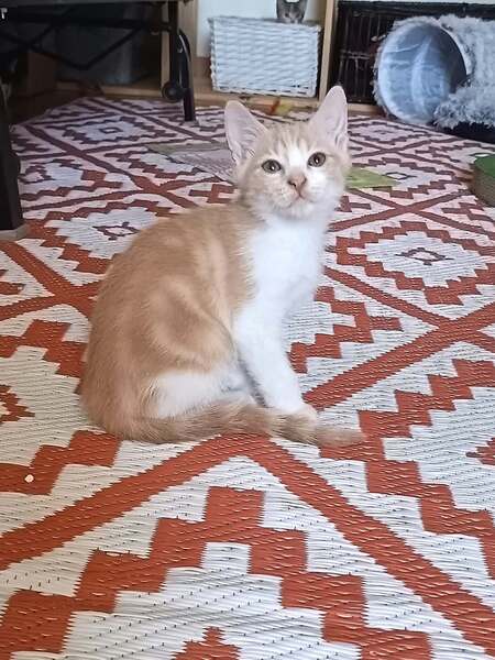 Adopter Héros