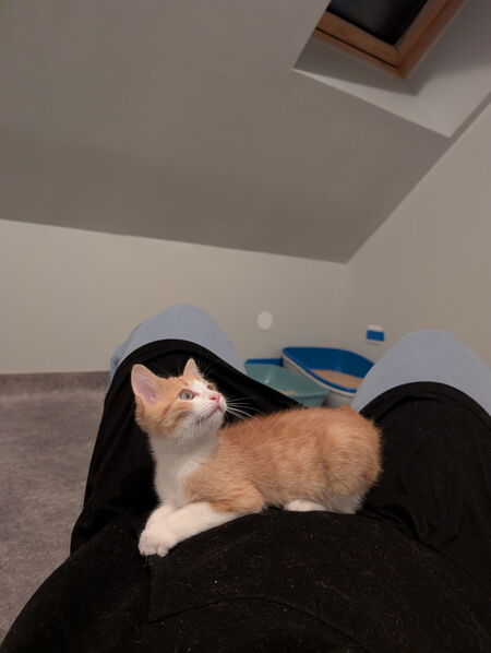 Adopter Rambo 