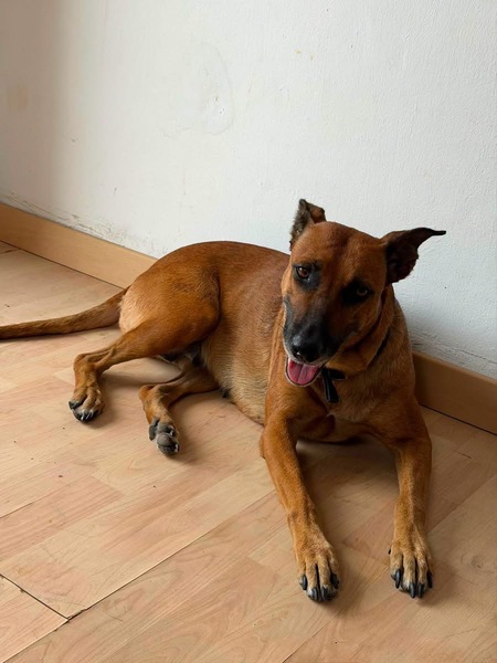 Adopter Neela