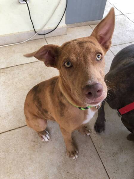 Adopter Tytou