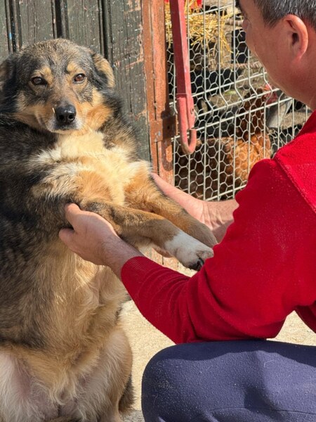 Adopter Elfy