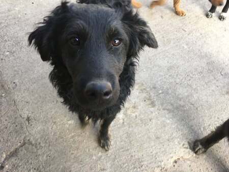 Adopter Valko