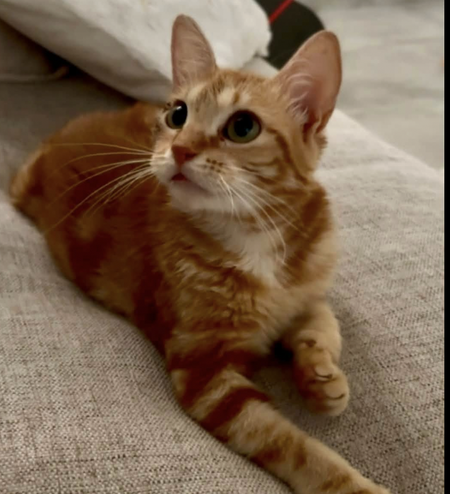 Adopter COGNAC 