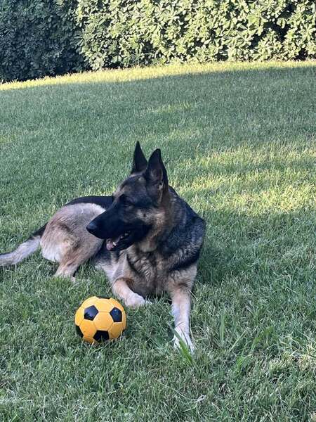 Adopter Suzi