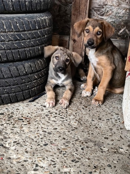Adopter Melfi
