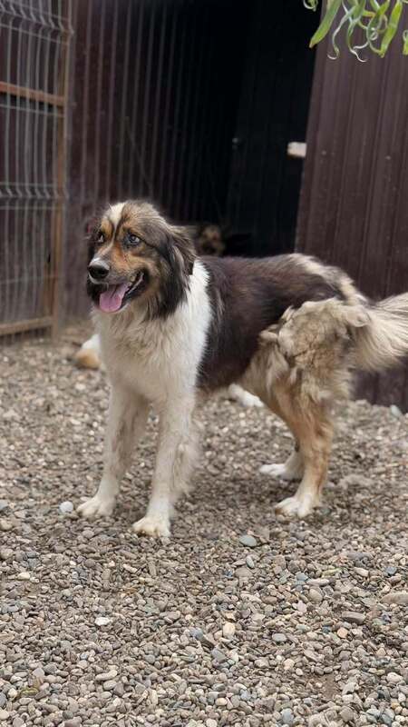 Adopter Lotus
