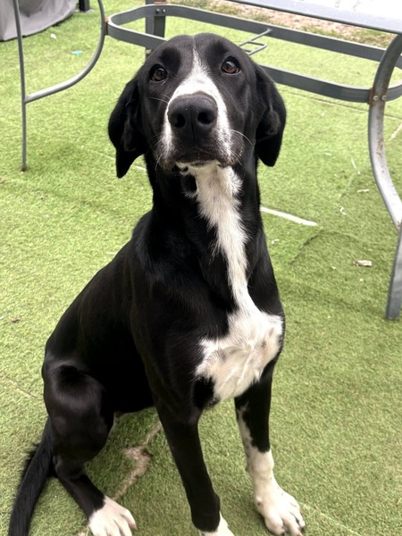 Adopter Belly 