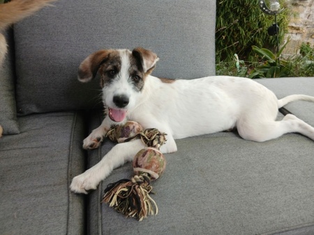 Adopter Olow