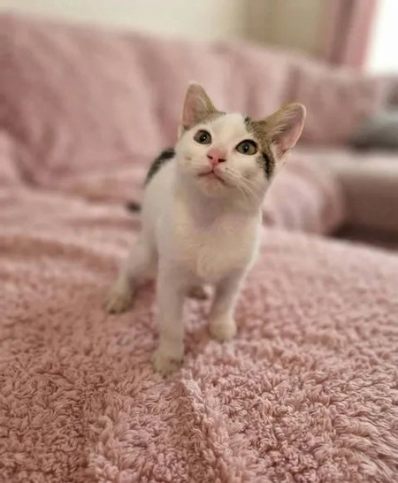 Adopter Saxo
