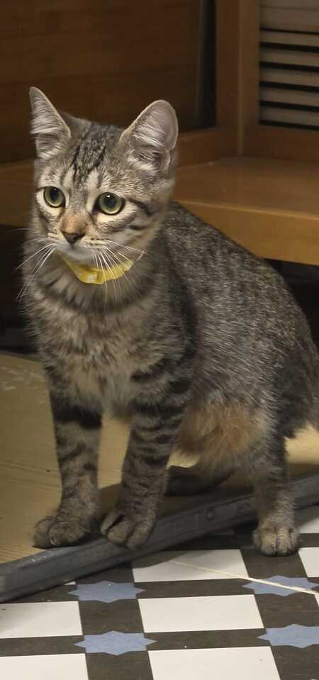 Adopter TITI