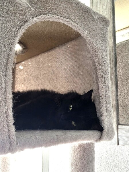 Adopter Duchesse