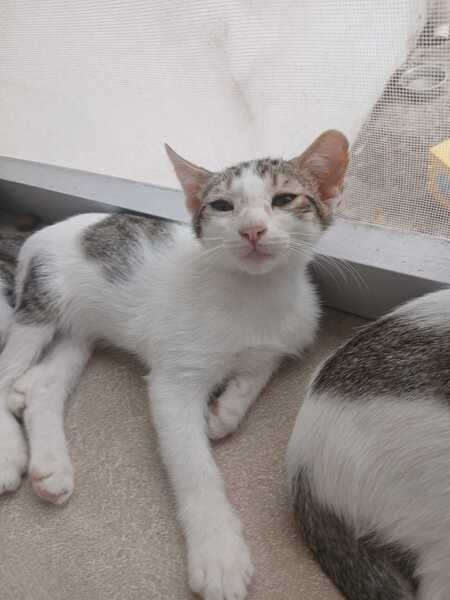 Adopter GASPAR