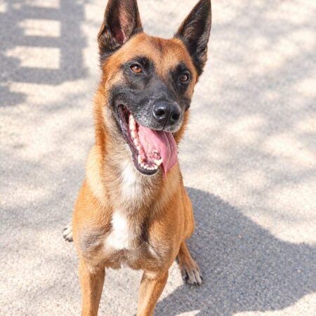 Adopter Thor 