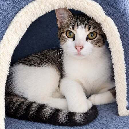 Adopter Hypocrate 