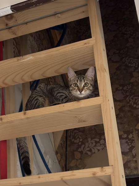 Adopter Dring