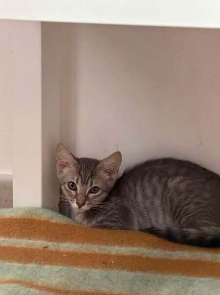 Adopter Oregon