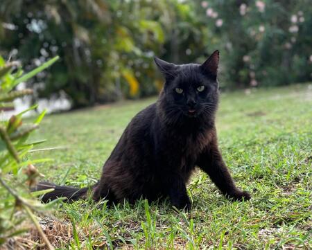 Adopter Lissandre