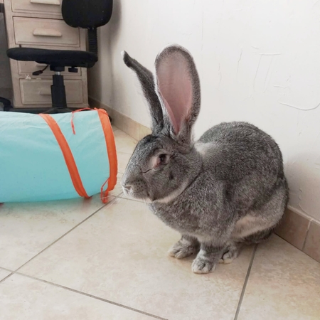 Adopter Goliath