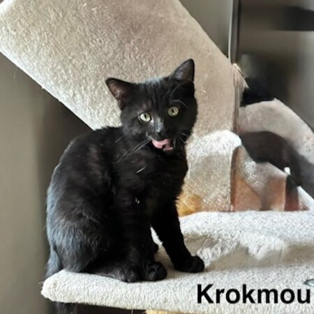 Adopter Krokmou