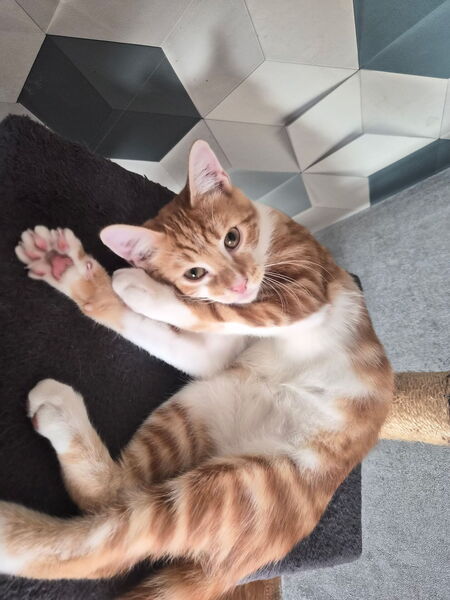 Adopter Baloo