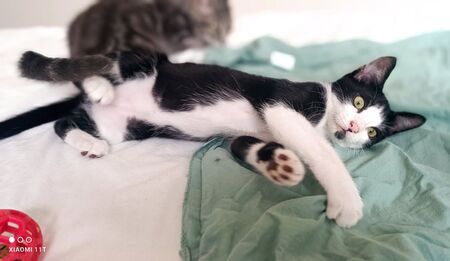 Adopter Bailey