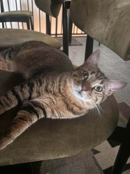 Adopter Campa