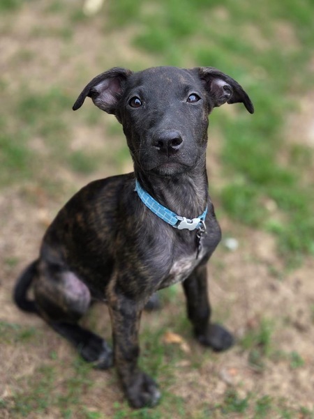 Adopter Kumo