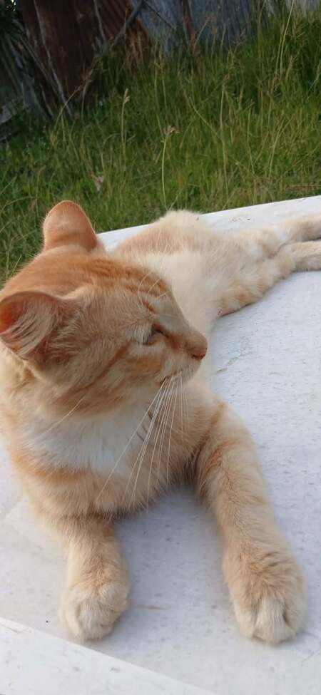 Adopter Caliste