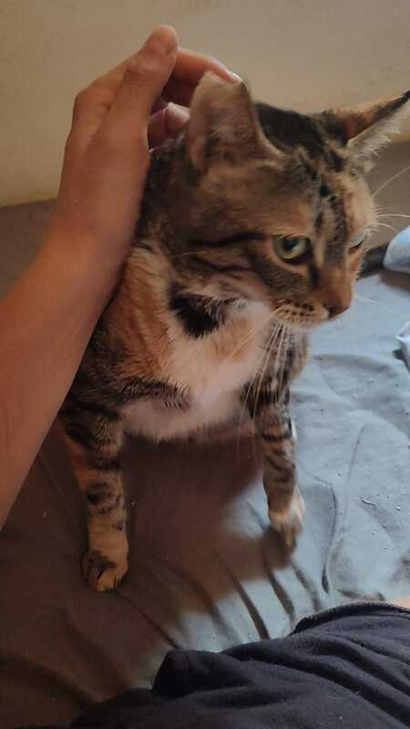 Adopter Hannah