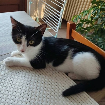 Adopter BELLA°