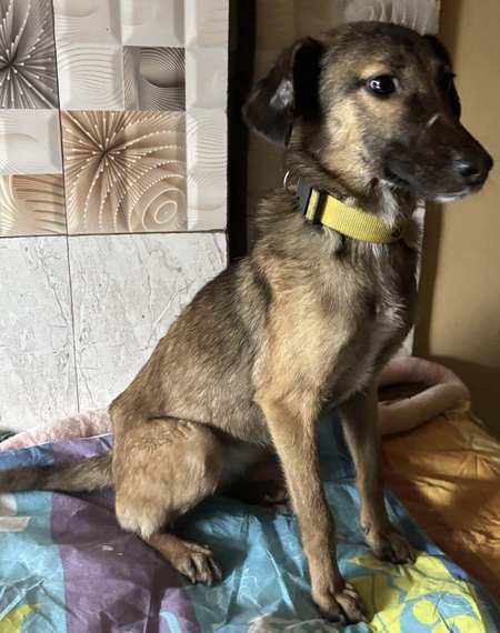 Adopter Robbie