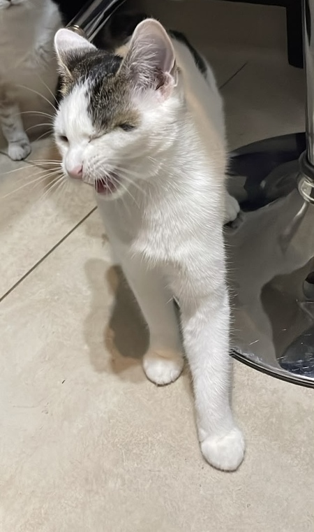 Adopter Nami