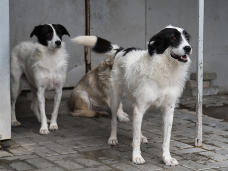 Adopter Thelma